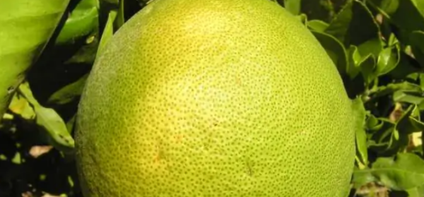 柚子在什么季节成熟,柚子是什么季节的水果图4