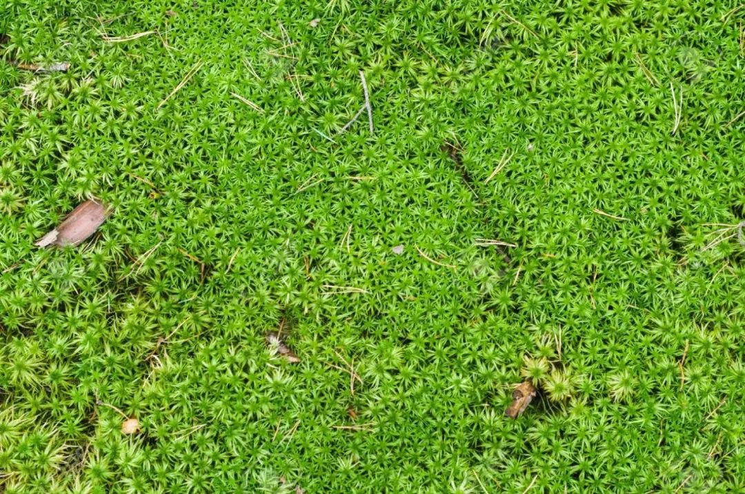 泥炭土是什么土（泥炭土和它的6种代替材料）