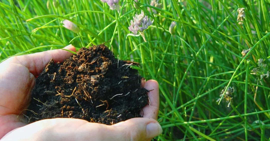 泥炭土是什么土（泥炭土和它的6种代替材料）