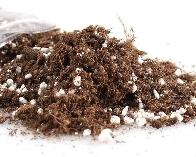 泥炭土是什么土（泥炭土和它的6种代替材料）