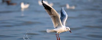 ​鸟类如何繁殖后代 鸟类怎么繁殖示意图