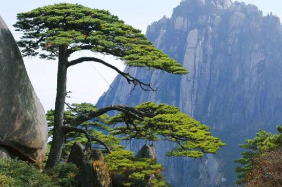 落叶树有哪些(图3)