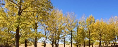 ​落叶树有哪些