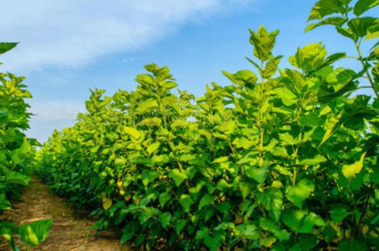 落叶树有哪些(图2)