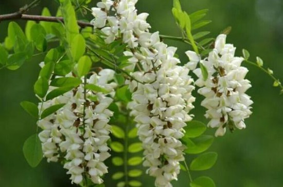 落叶树有哪些(图4)