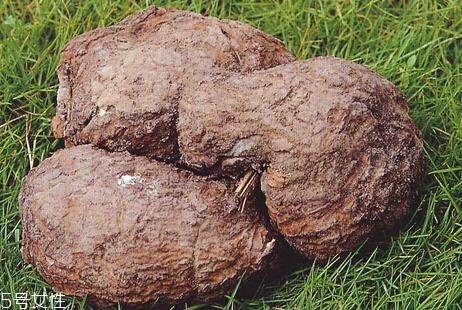 茯苓可以泡水喝吗 泡水方法