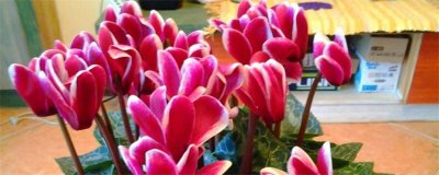 ​仙客来养殖的注意事项