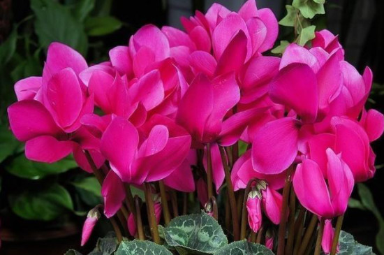 仙客来养殖的注意事项(图3)