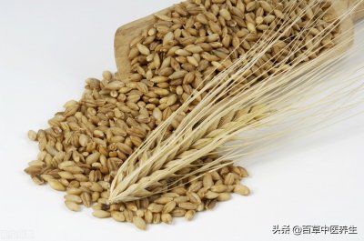 ​麦芽的功效与作用 麦芽——疏肝理气，行气消食