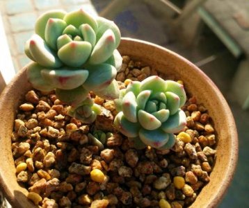 ​多肉植物什么时候休眠（多肉在几月份休眠）