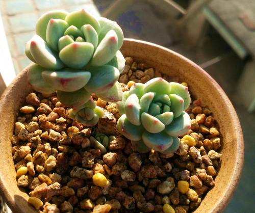 多肉植物 多肉植物