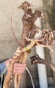 ​黄芪是什么样子的(正宗黄芪是什么样子的)