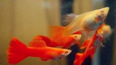 ​小孔雀鱼怎么养