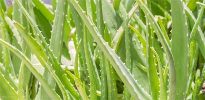 ​芦荟怎么养？ 芦荟的正确养殖方法