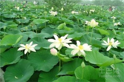 ​荷花最佳栽培方法（观赏荷花栽培技术）