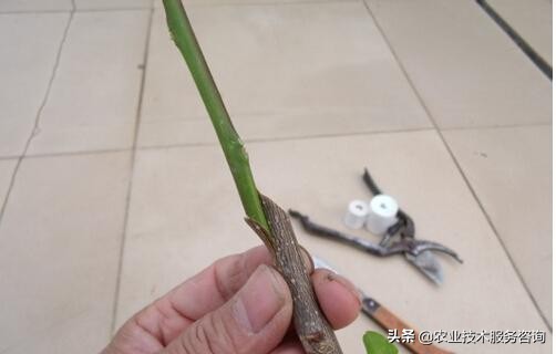 嫁接是什么意思(一文详解果树嫁接苗的特点)