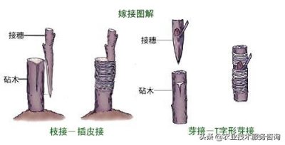 ​嫁接是什么意思（一文详解果树嫁接苗的特点）