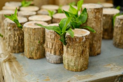 ​巴西木怎么养殖