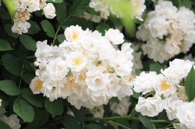 ​粉团蔷薇的繁殖方式