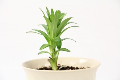 ​水仙百合怎么养