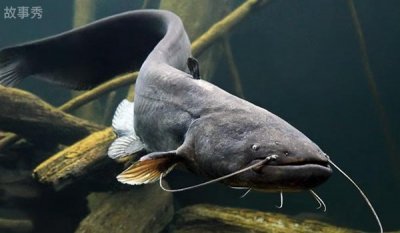 ​鲶鱼喜欢吃什么 一般它以浮游生物为食