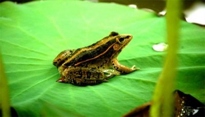 ​青蛙是哺乳动物吗