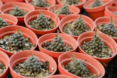 ​多肉要怎么养才能活，新手如何养多肉