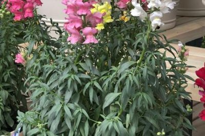 ​金鱼草和羽扇豆区别