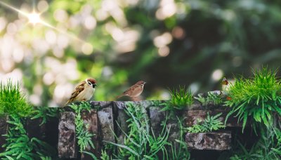​麻雀属于保护动物吗