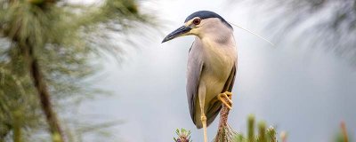 ​阔嘴鸟的特点 阔嘴鸟的特点和外貌