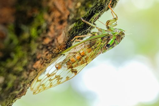 cicada-908128__340.jpg