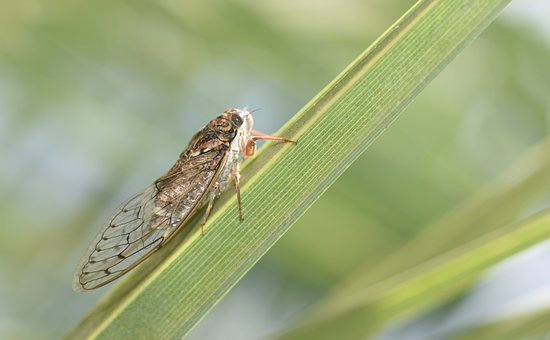 cicada-936145__340.jpg