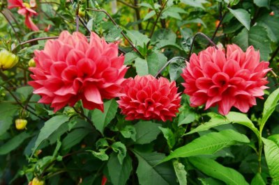 ​昆明适合养什么花，市花和市树是什么