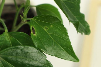 ​扶桑怎样嫁接