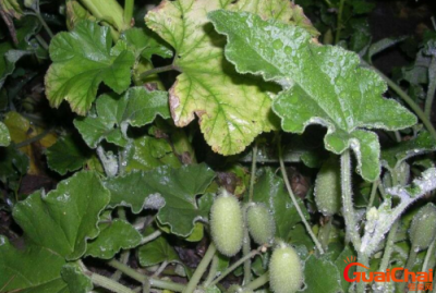 ​喷瓜是什么植物 喷瓜靠什么传播种子