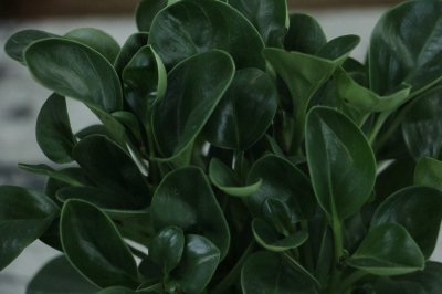 ​豆瓣绿开花后怎么处理