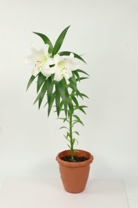 ​康乃馨加百合什么意思，送什么人