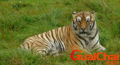 ​老虎最害怕什么？老虎的天敌都有什么动物？