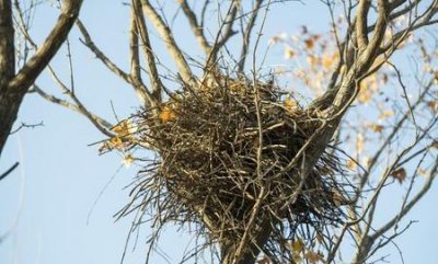 ​鸟是怎么筑巢的(鸟是如何筑巢的)