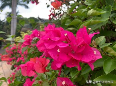 ​厦门市花-三角梅！一眼望去全是红色，寓意热情和勇敢