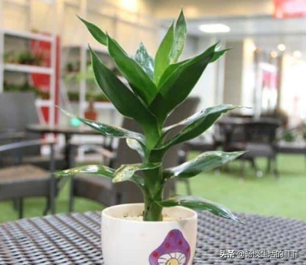 家中富贵竹摆放在哪个地方合适（富贵竹摆在家里哪个位置好）