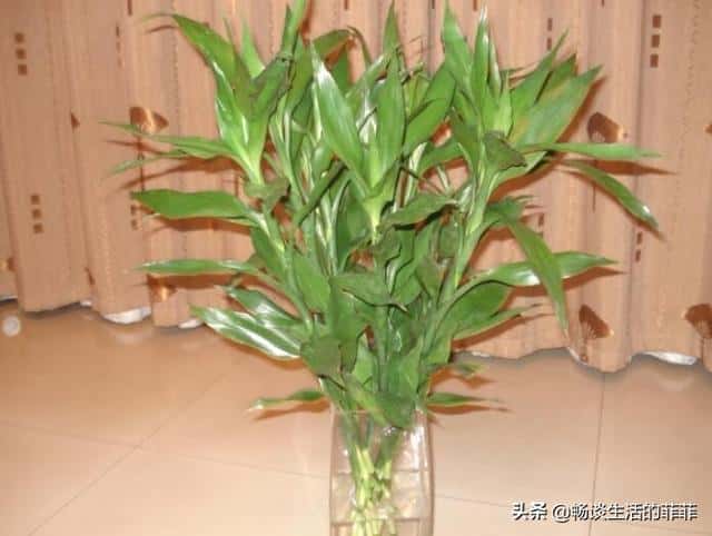 家中富贵竹摆放在哪个地方合适（富贵竹摆在家里哪个位置好）