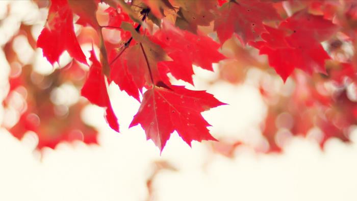 珍藏的记忆（默默珍藏的记忆--最后的秋色）