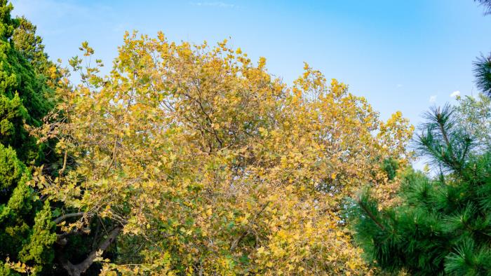 珍藏的记忆（默默珍藏的记忆--最后的秋色）