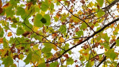 ​珍藏的记忆（默默珍藏的记忆--最后的秋色）