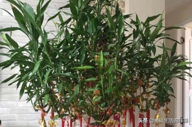 家中富贵竹摆放在哪个地方合适（富贵竹摆在家里哪个位置好）