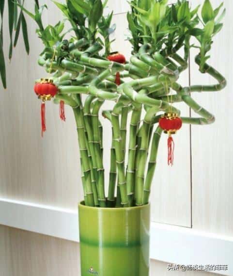 家中富贵竹摆放在哪个地方合适（富贵竹摆在家里哪个位置好）