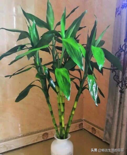 家中富贵竹摆放在哪个地方合适（富贵竹摆在家里哪个位置好）
