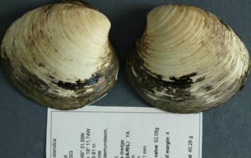 活了5个世纪的“修仙”生物，被英国科学家错误研究致死