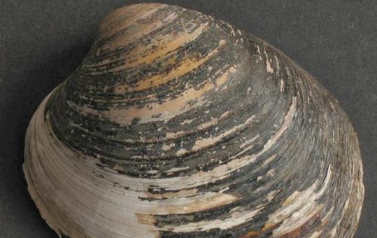 活了5个世纪的“修仙”生物，被英国科学家错误研究致死